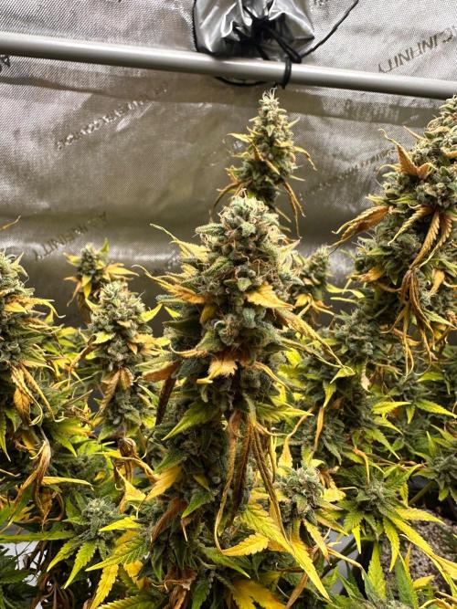 Jelly Donutz Auto. Week 10