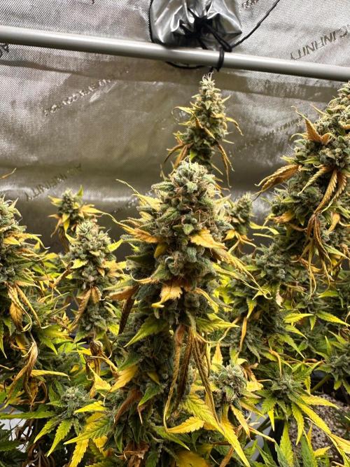 Jelly Donutz Auto. Week 10