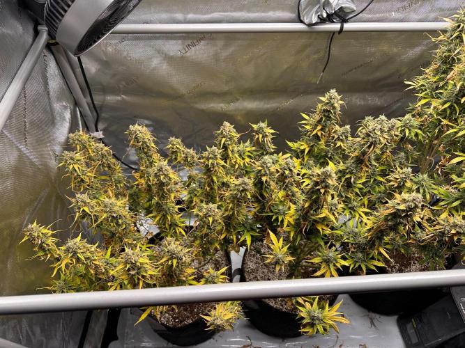Jelly Donutz Auto. Week 10