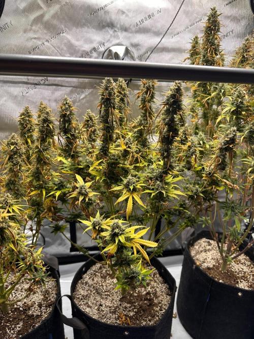 Jelly Donutz Auto. Week 10