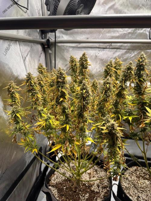 Jelly Donutz Auto. Week 10
