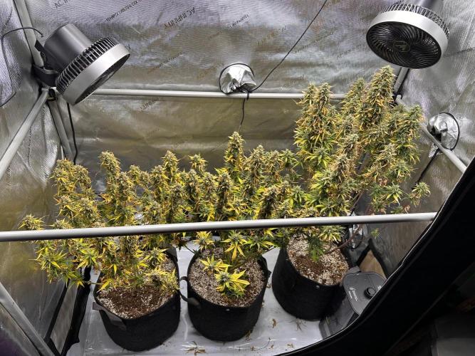 Strawberry Gorilla Auto Round 2. Week 9