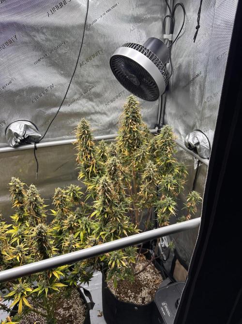 Strawberry Gorilla Auto Round 2. Week 9