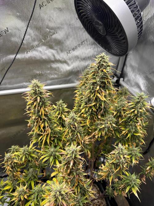 Strawberry Gorilla Auto Round 2. Week 9