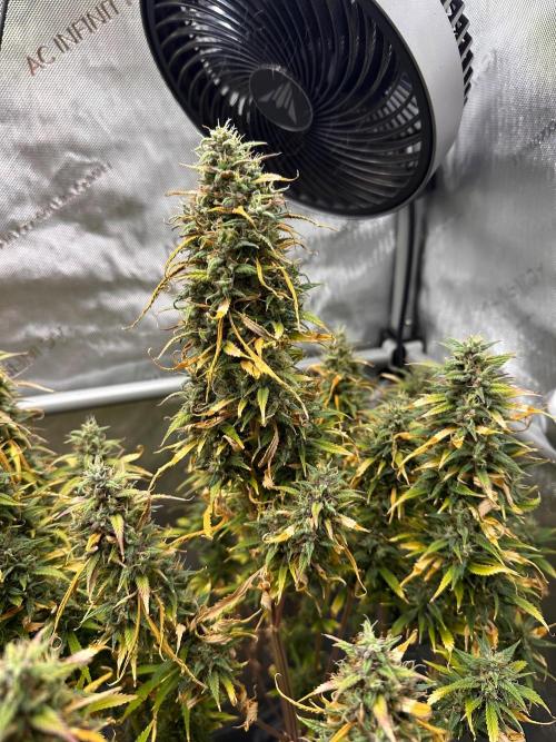 Strawberry Gorilla Auto Round 2. Week 9