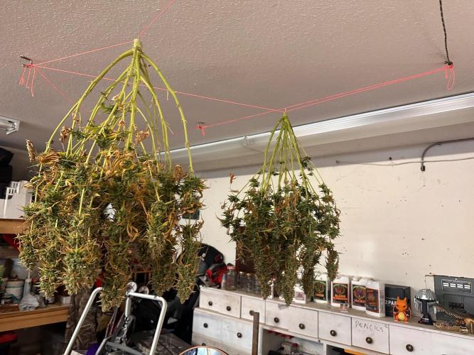 Jelly Donutz Auto. Week 11