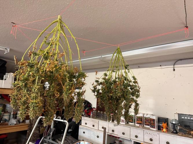 Jelly Donutz Auto. Week 11