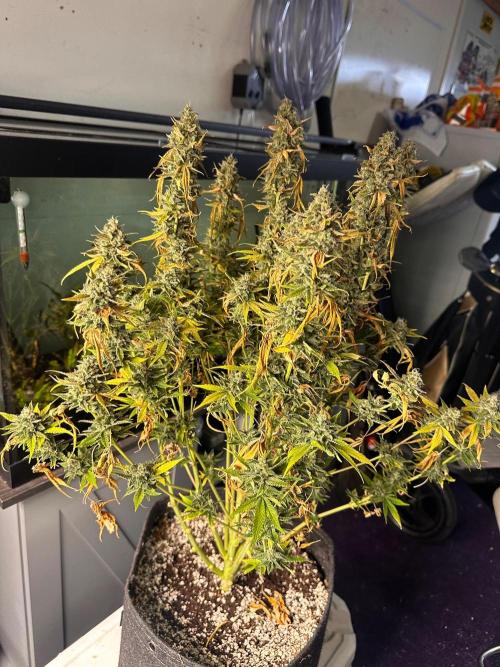 Jelly Donutz Auto. Week 11