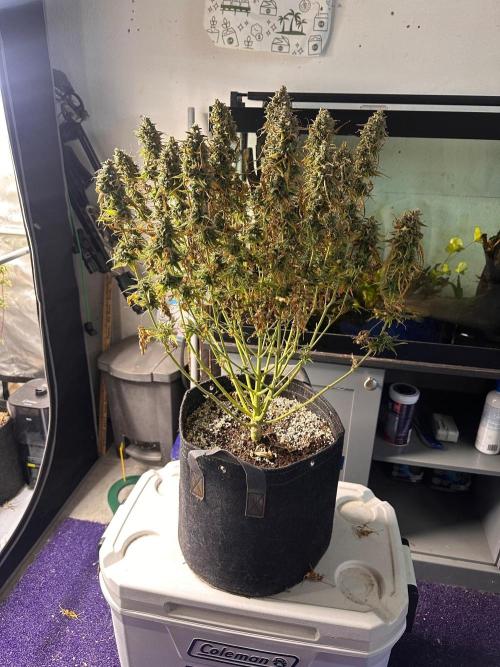 Jelly Donutz Auto. Week 11