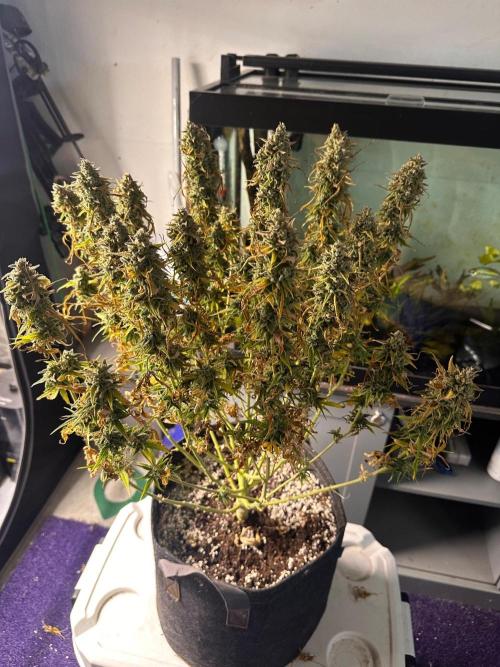 Jelly Donutz Auto. Week 11