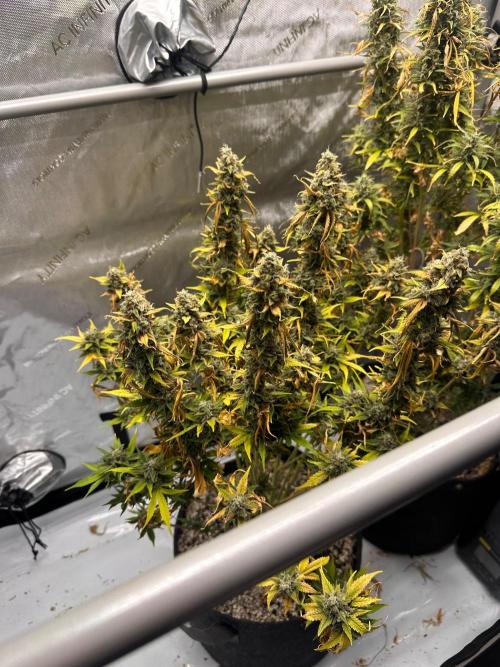 Jelly Donutz Auto. Week 11