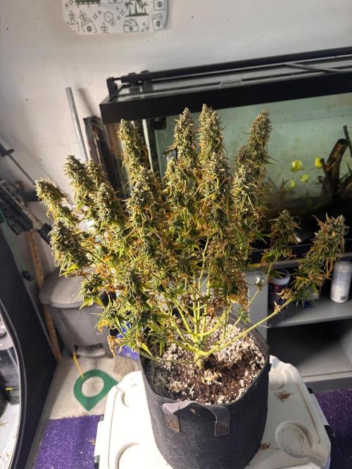 Jelly Donutz Auto. Week 11