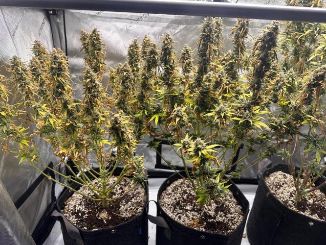 Jelly Donutz Auto. Week 11