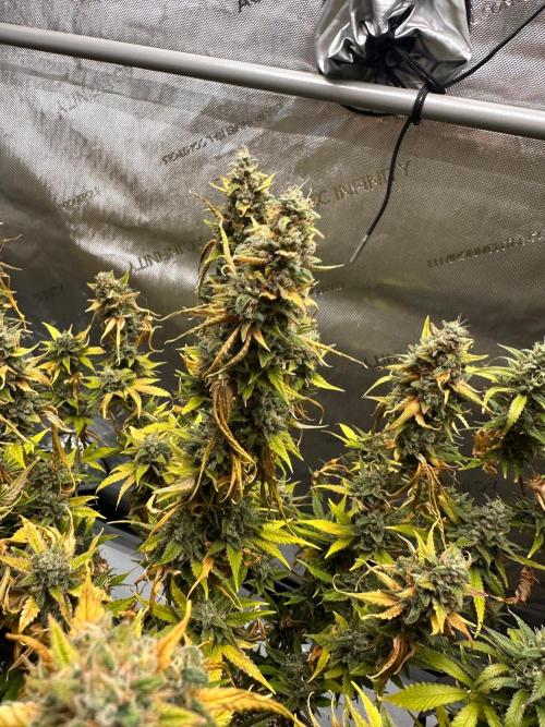 Jelly Donutz Auto. Week 11
