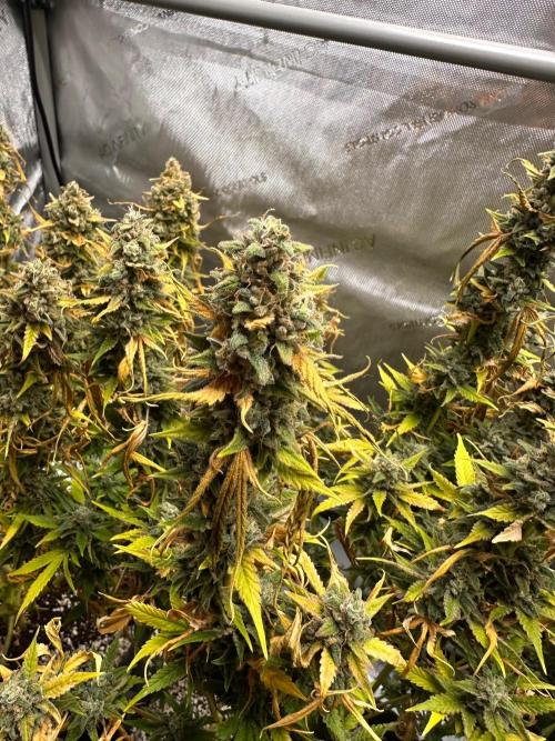 Jelly Donutz Auto. Week 11