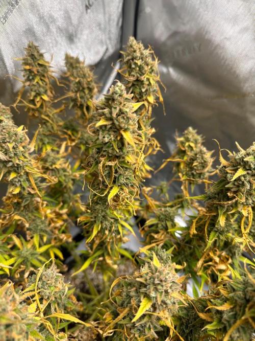 Jelly Donutz Auto. Week 11