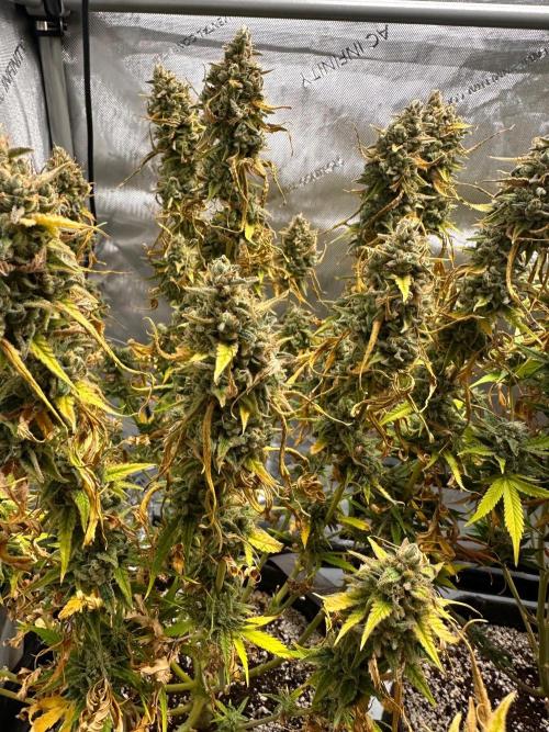Jelly Donutz Auto. Week 11
