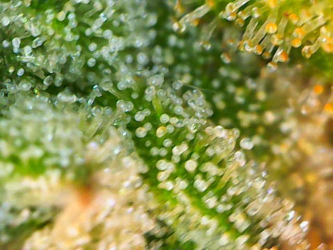 Jelly Donutz Auto. Week 11