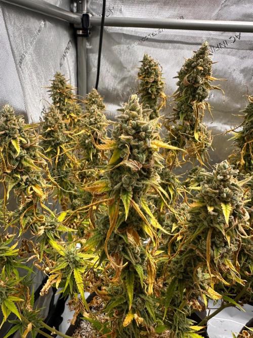 Jelly Donutz Auto. Week 11