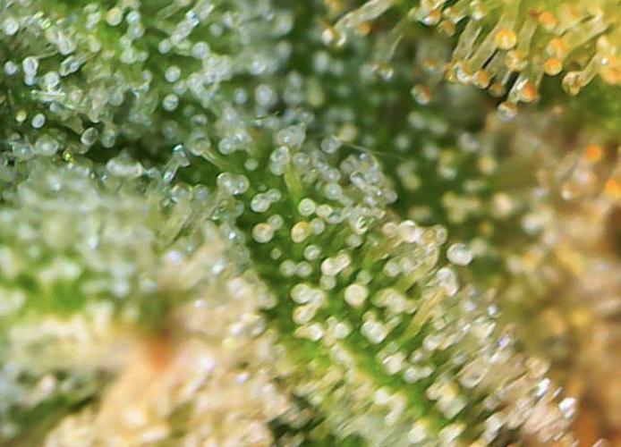 Jelly Donutz Auto. Week 11