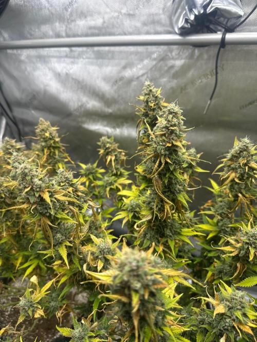 Jelly Donutz Auto. Week 11