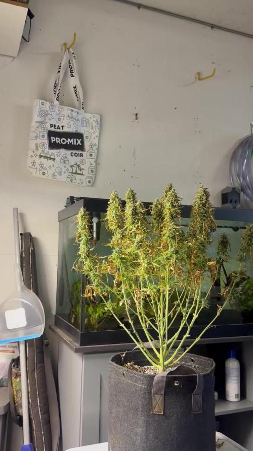Jelly Donutz Auto