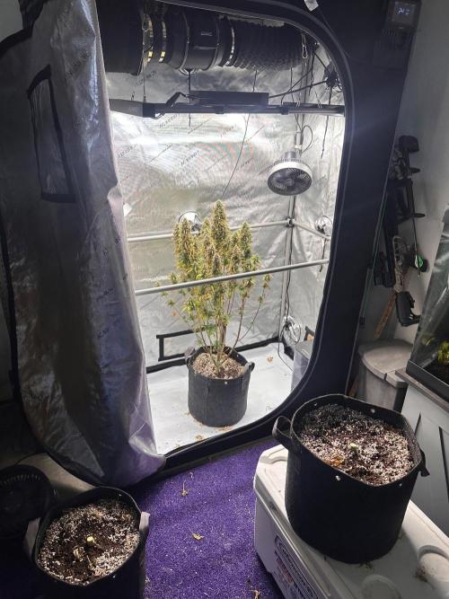 Strawberry Gorilla Auto Round 2. Week 10