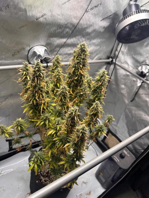 Strawberry Gorilla Auto Round 2. Week 10