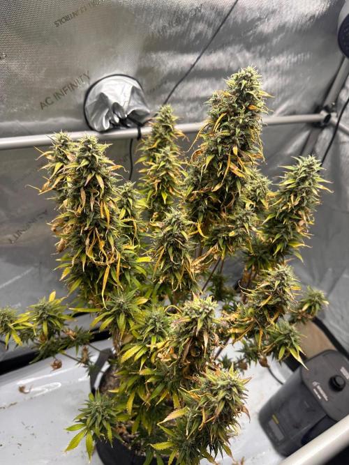 Strawberry Gorilla Auto Round 2. Week 10