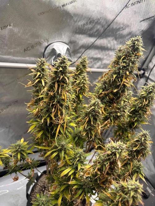 Strawberry Gorilla Auto Round 2. Week 10