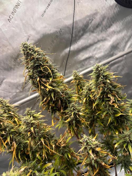 Strawberry Gorilla Auto Round 2. Week 10