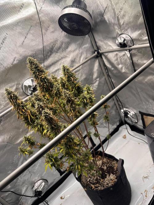 Strawberry Gorilla Auto Round 2. Week 10
