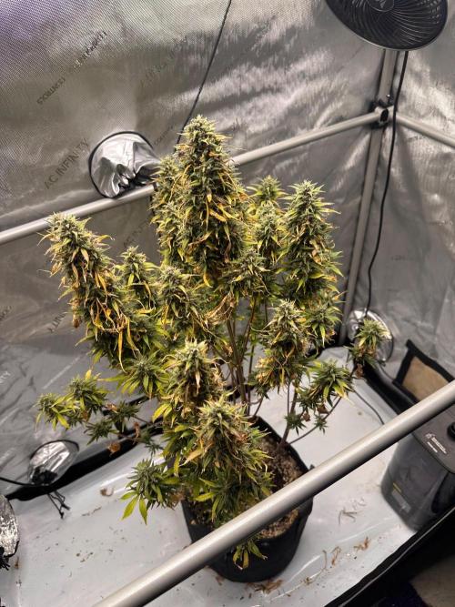 Strawberry Gorilla Auto Round 2. Week 10