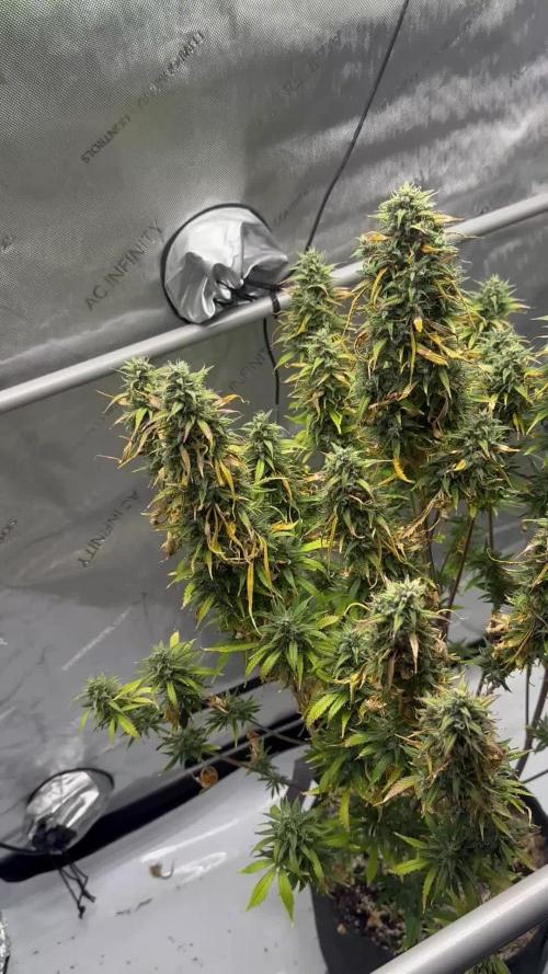 Strawberry Gorilla Auto Round 2