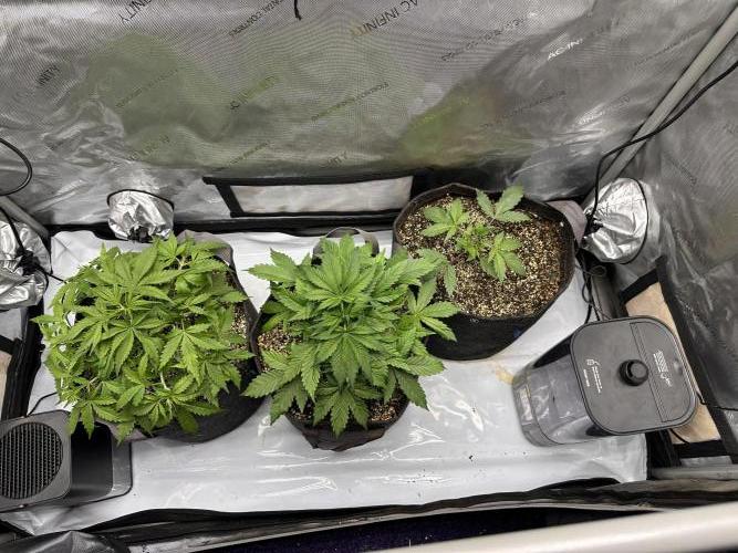 Strawberry Gorilla Auto Round 2. Week 2