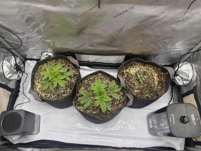 Jelly Donutz Auto. Week 2