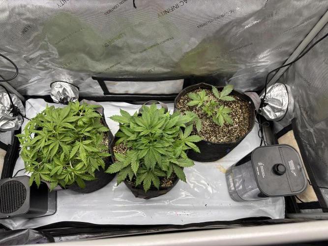 Jelly Donutz Auto. Week 3