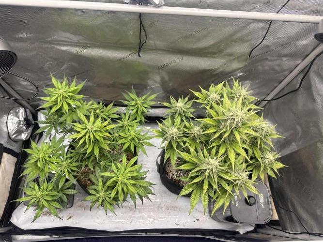 Strawberry Gorilla Auto. Week 8