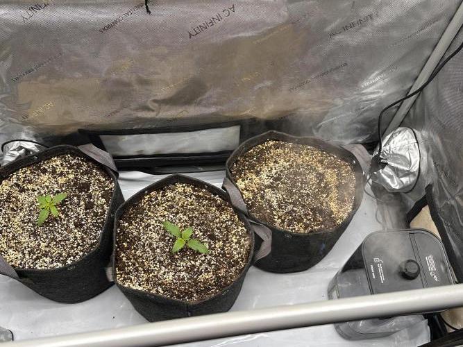 Strawberry Gorilla Auto. Week 0