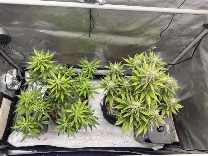 Strawberry Gorilla Auto. Week 8