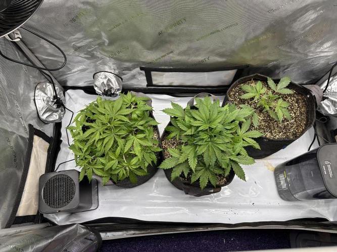 Jelly Donutz Auto. Week 3