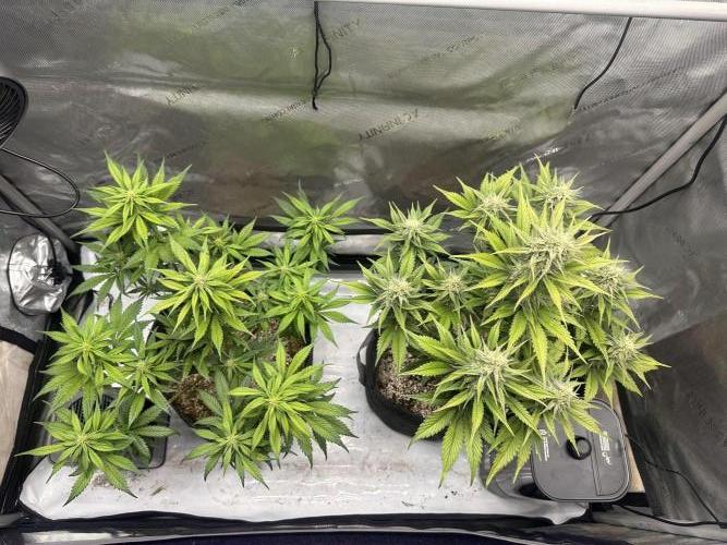 Strawberry Gorilla Auto. Week 8