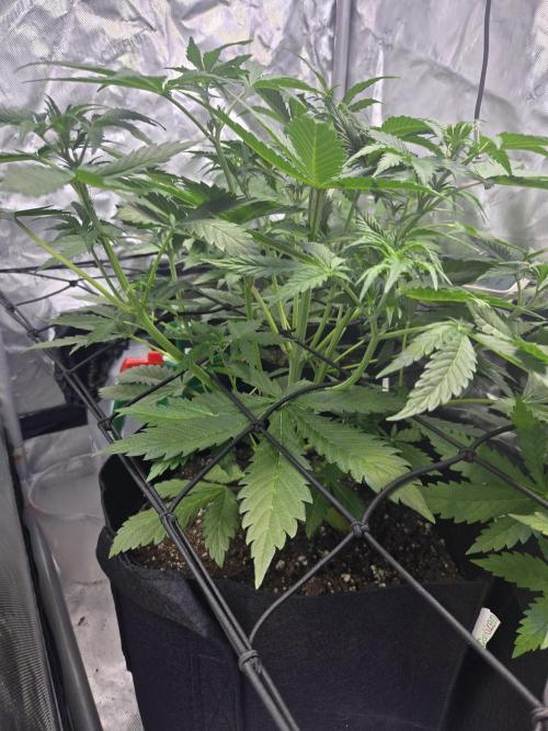 Newhi. Week 4