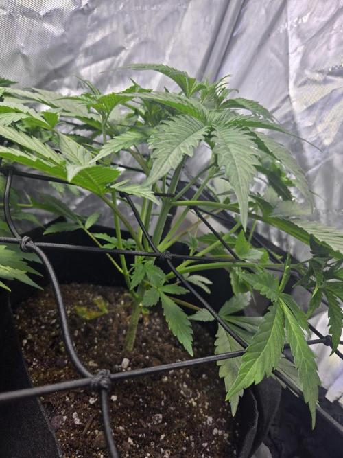 Newhi. Week 4