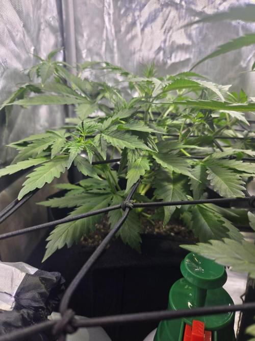 Newhi. Week 4