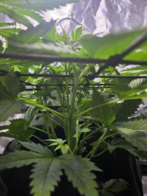 Newhi. Week 4