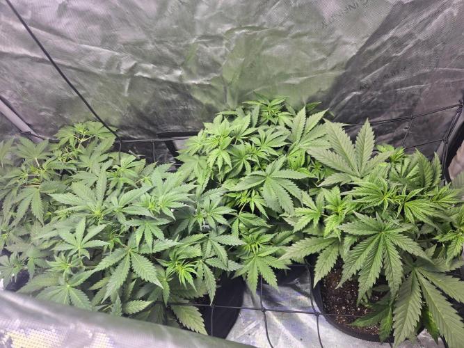 Newhi. Week 4
