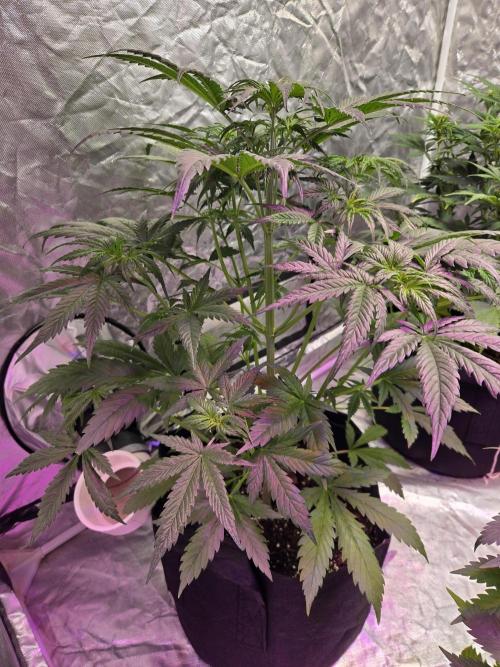 Newhi. Week 5