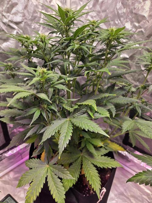 Newhi. Week 5
