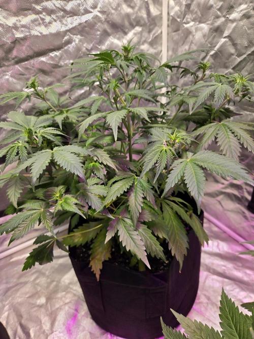 Newhi. Week 5